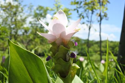 Close-up of flowering plant