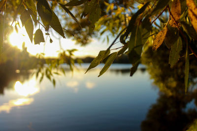 Close-up of maple leaves on lake against sky