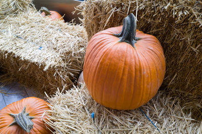 High angle view of pumpkins on field