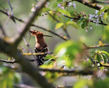 Bird perching on a branch