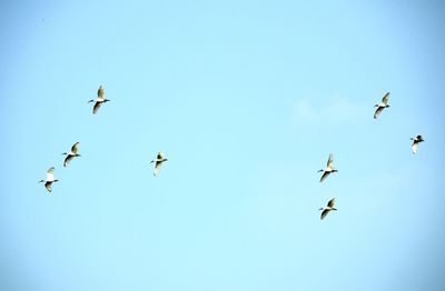 Low angle view of birds flying in sky