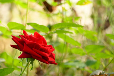 Close-up of red rose