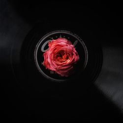 Close-up of red flower