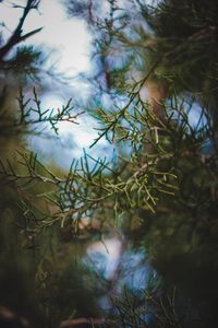 Reflection of plants in calm lake