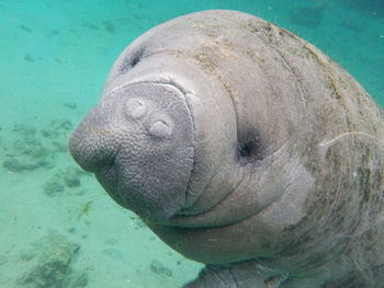 Close-up of turtle in sea