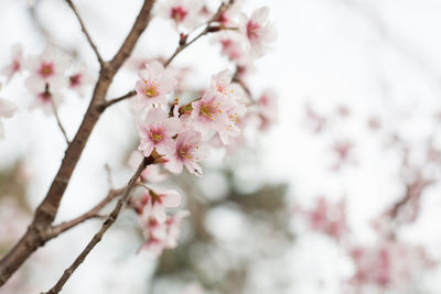 Close-up of cherry blossom