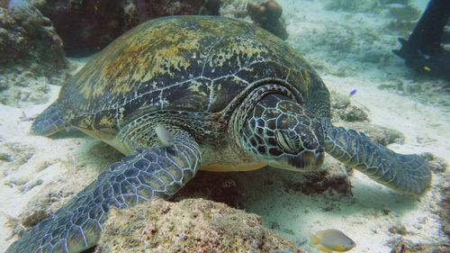 reef