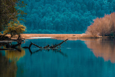 View of birds in lake