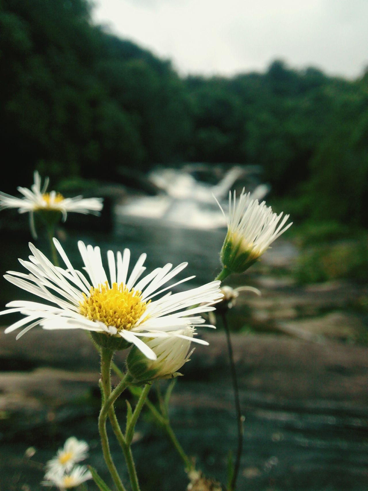 Flor do campo