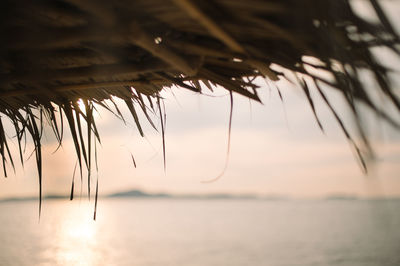 Close-up of silhouette plant against sea at sunset