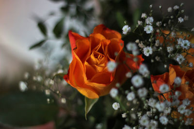 Close-up of flowers blooming outdoors