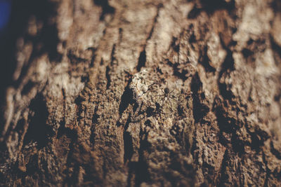 Full frame shot of tree trunk