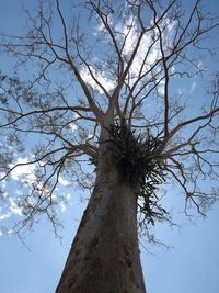 Low angle view of bare tree against sky