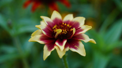 Close-up of pink flower