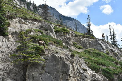 Low angle view of sheep on rock