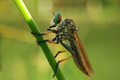 Close-up of insect on leaf