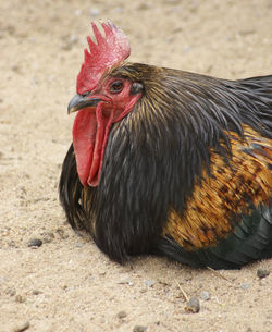 Close-up of a bird