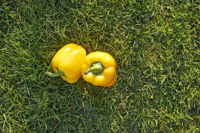 High angle view of yellow bell pepper on field