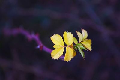 Close up of yellow flower