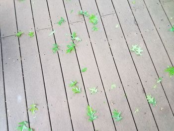 High angle view of plants growing on footpath