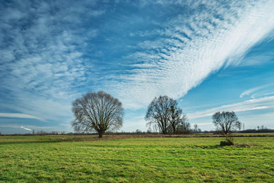 Fantastic white clouds on the blue sky over the green meadow, trees without leaves on the horizon
