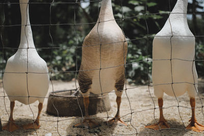 View of birds on ground