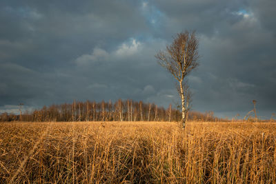 Plants growing on field against sky