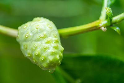 Close-up of raindrops on leaf