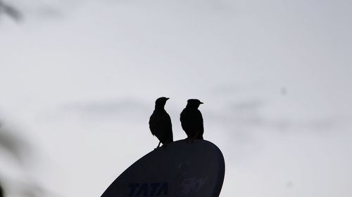 Low angle view of bird perching against clear sky