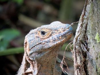 Close-up of lizard on tree trunk