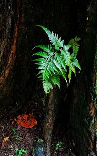 High angle view of plant growing on tree trunk