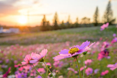 Close-up of pink flowering plants on field against sky