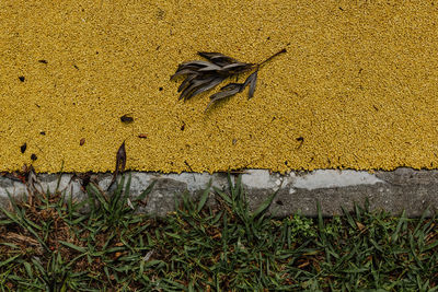 High angle view of plant on field