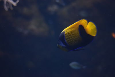 Close-up of plant against white background