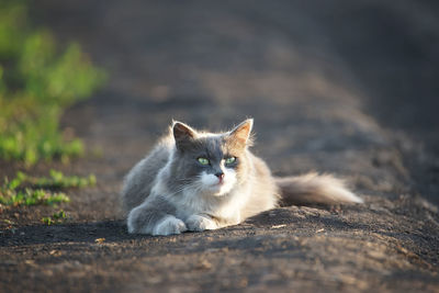 Portrait of cat relaxing outdoors