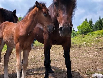 Horses standing in ranch