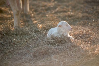 Close-up of rabbit on field