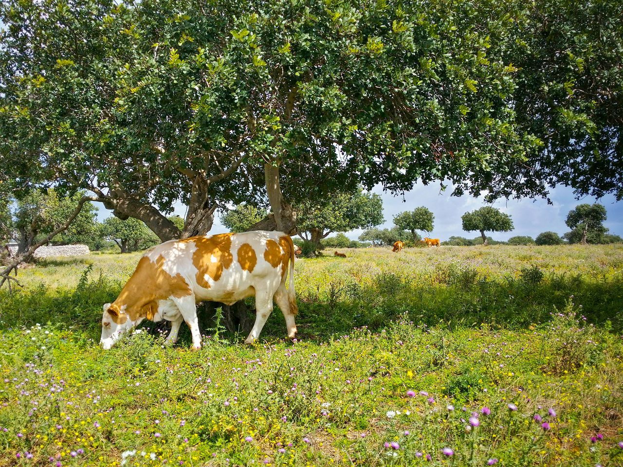 Open air cattle feeding