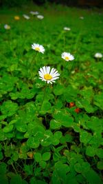 Close-up of white flowers in pond