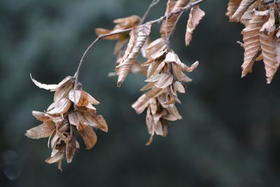 Close-up of leaves growing on plant