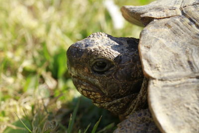 Close-up of lizard on ground