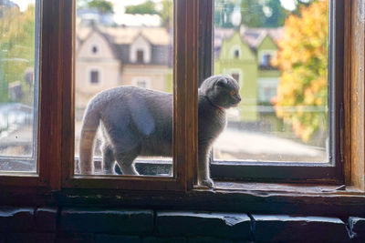 View of an animal seen through window