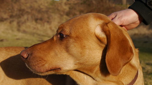 Close-up of hand holding dog