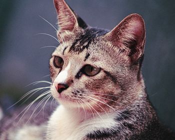 Close-up of a cat looking away