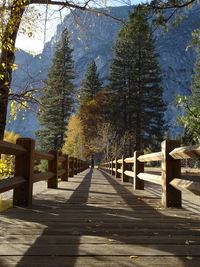 Empty footpath along trees