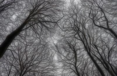 Low angle view of bare trees against sky