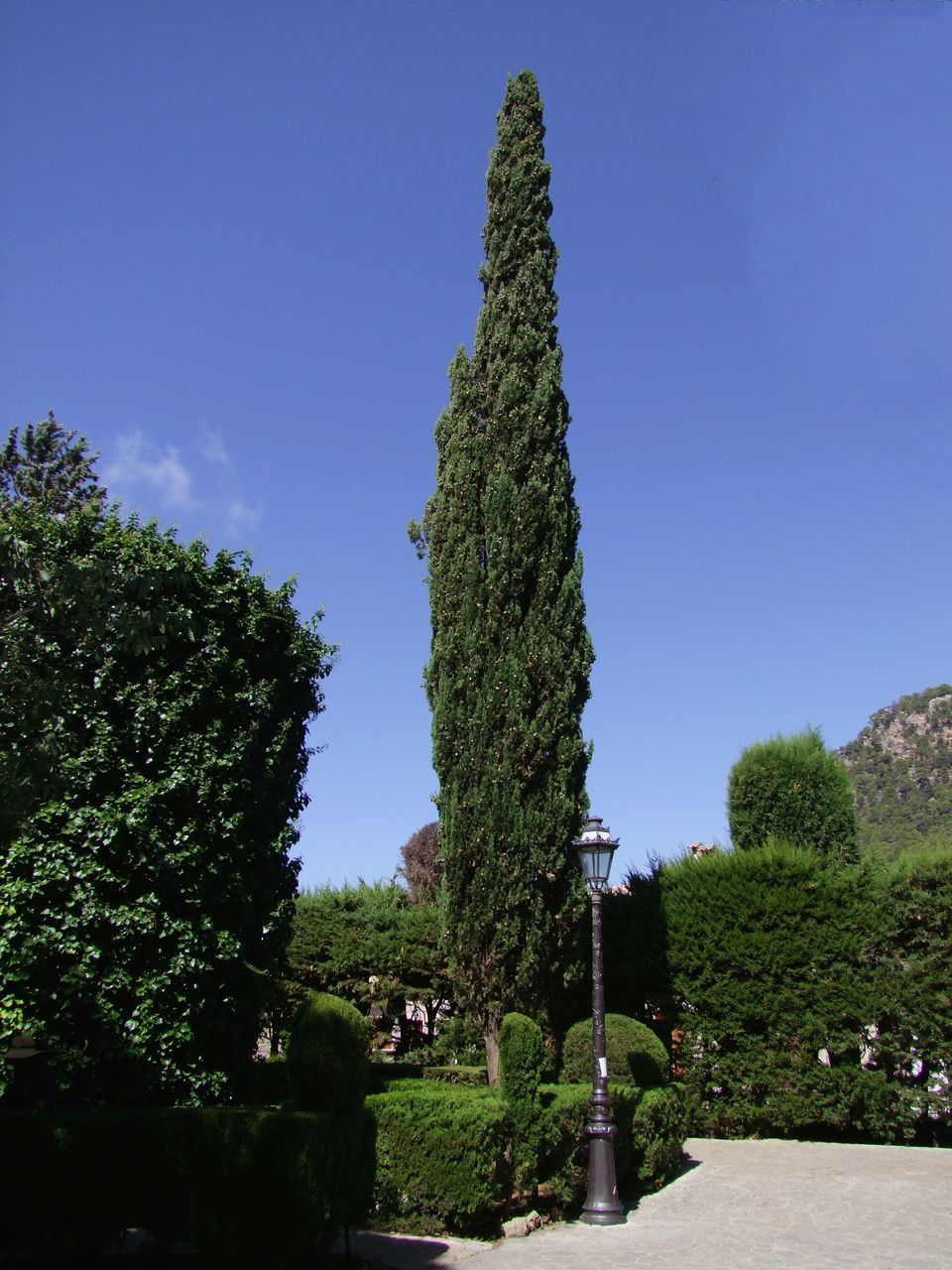 TREES AGAINST BLUE SKY