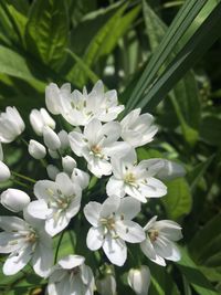 Close-up of flowers blooming outdoors