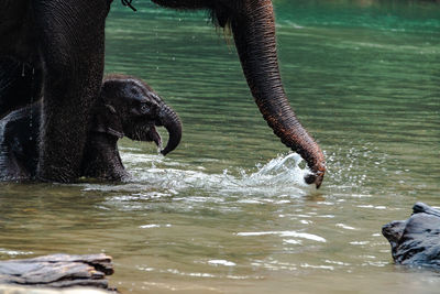 A female elephant and her baby in a national park forest