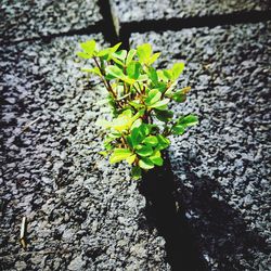 Close-up of young plant growing outdoors